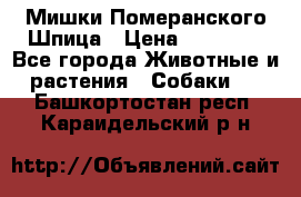 Мишки Померанского Шпица › Цена ­ 60 000 - Все города Животные и растения » Собаки   . Башкортостан респ.,Караидельский р-н